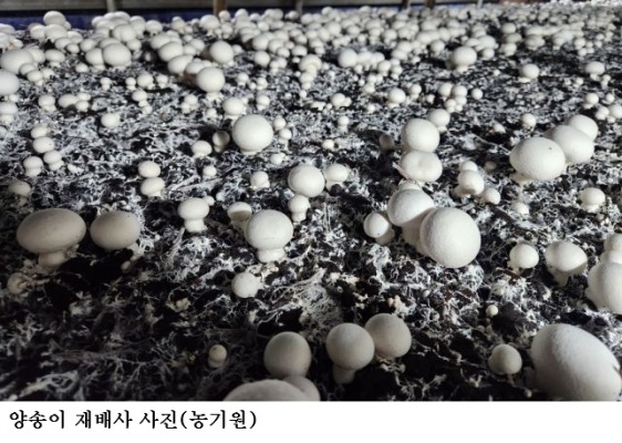 고품질 양송이 생산 위한 환절기 환경 관리
