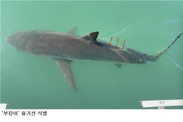 부산 북항 ‘부캉이’ 정체는 흑상어…수과원, 3m급 암컷으로 최종 확인
