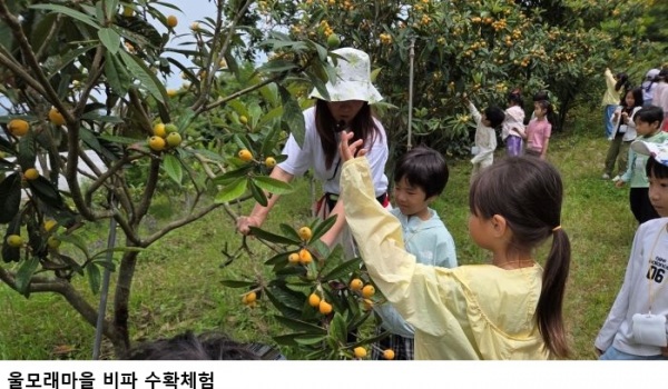 완도 울모래마을, 6월 농촌체험휴양마을 선정…비파 체험·갯벌 체험 관광객 인기