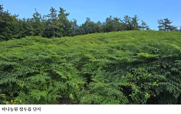 완도 참두릅 3월 말부터 수확…하나농원, 봄 두릅·여름 살구·가을 유자