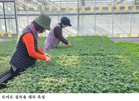 전남농기원, 복합내병성 갖춘 토마토 접목용 대목 육성 박차