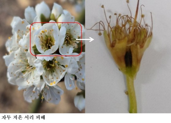 봄철 과수 개화기 기상 변동 주의…저온·서리 피해 대비 당부