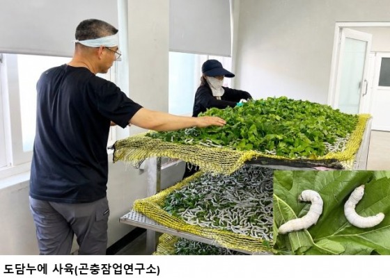 전남광주농기원, ‘도담누에’ 안정생산 기술 개발…양잠산업 경쟁력 강화 나선다