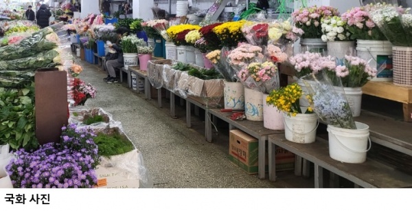 수입 국화 유통이력관리 의무화…농식품부, 신고 간소화 고시 개정 시행