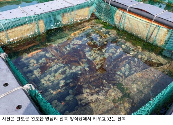 폭염에도 건강하게 자라는 ‘완도 전복’…청정 다시마 먹고 추석 출하 준비