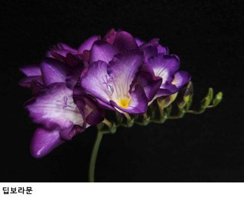 프리지아 신품종 ‘딥보라문’ 품종보호 등록…충남 농가 로열티 부담 줄인다