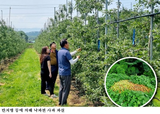 장마철 사과원 관리 비상…침수·병해 예방 위한 사전대책 강화해야
