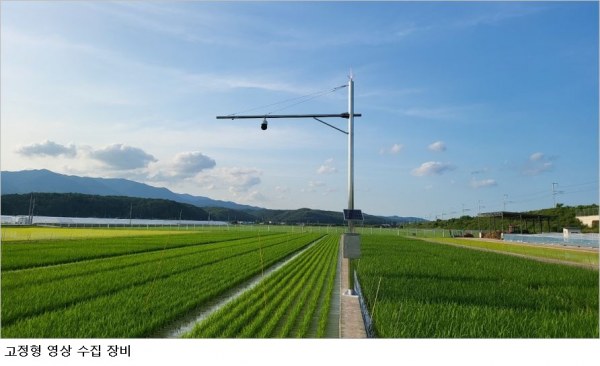 논에 사람 대신 AI가 들어간다…벼 생육 매일 확인, 조사 노동력 60% 줄인다