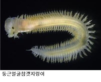국립수산과학원, 갯지렁이 20년 연구자료 공개…양식장 오염 진단에 활용