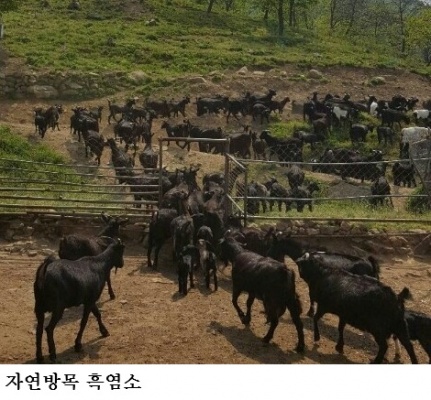 [한국농어민뉴스] 정부 염소 산업화 로드맵 본격 추진