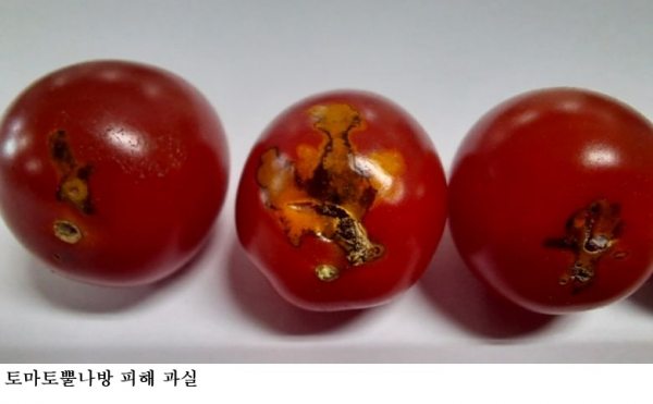 토마토뿔나방·잎굴파리 혼동 주의…정확한 구분이 피해 줄인다