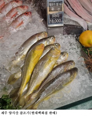 [한국농어민뉴스] 양식 참조기, 국민 식탁에 오르다