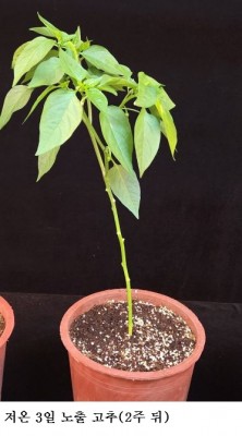 고추 아주심기 시기 저온 노출 길어질수록 수확량 감소…7일이면 ‘붉은 고추 23%↓’