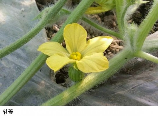 [한국농어민뉴스] 겨울수박 착과기 돌입…저온 대비 수정 관리 철저 당부