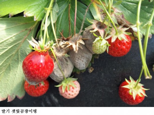 [한국농어민뉴스] 병해충 발생 시기 빨라...2~3월 예년보다 따뜻한 날씨 예측