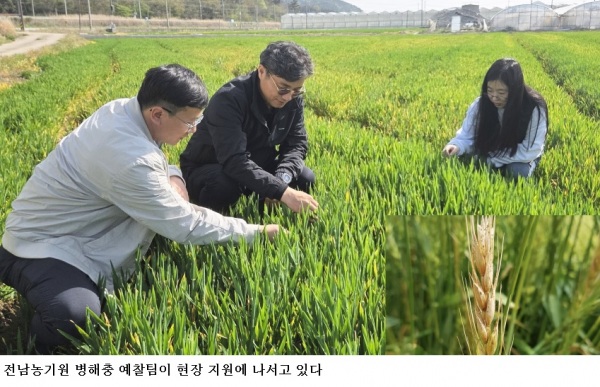 전남 맥류 붉은곰팡이병 비상…개화기 방제 시기·예방법 