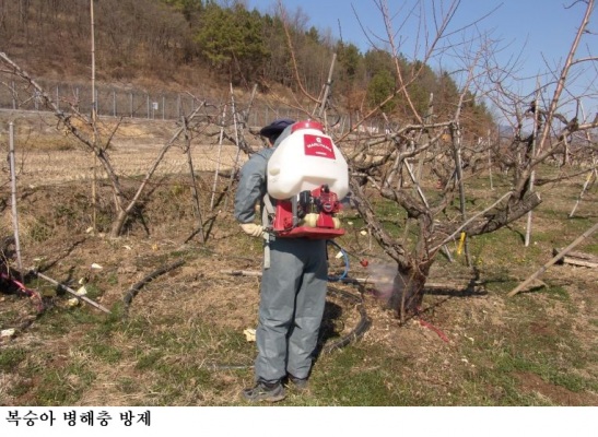 복숭아 동계 방제 철저 당부…병해충 선제 대응으로 피해 예방