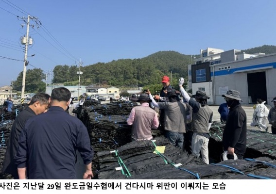 완도산 건다시마 첫 위판 흥행…26톤 거래·위판액 1억9천만 원 기록