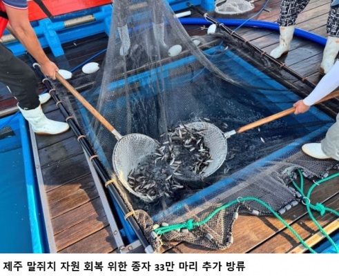 제주 말쥐치 33만 마리 추가 방류…유전자 분석서 방류 개체 29% 확인