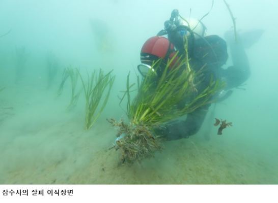 완도 신규 바다숲 조성 본격화…고금·소안에 23억 투입, 블루카본·해양치유 기대