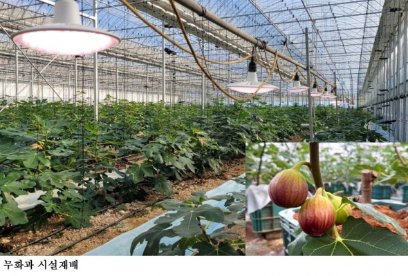 무화과 봄철 출하...농가소득 향상 기대
