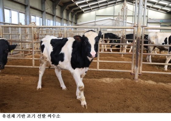 젖소 씨수소 유전체 기반 조기 선발 확대…선발기간 5.5년→1년 단축