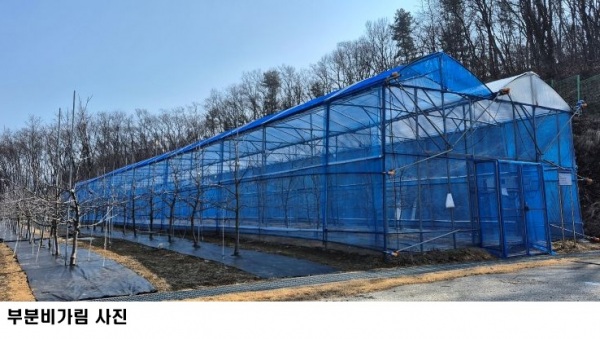 경기도농업기술원, 사과 병해충 92.7% 감소 ‘부분비가림+방충망 재배기술’ 효과 입증