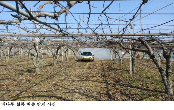 [한국농어민뉴스]  과수원 월동 해충 방제 2월 말 적기