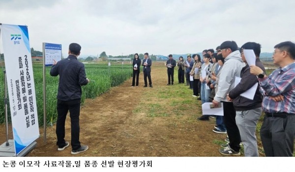 경기도농기원, 논콩 이모작 최적 품종 찾는다…밀·사료작물 현장평가 진행