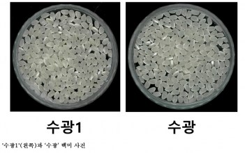 [한국농어민뉴스] 농촌진흥청, 최고품질 벼 품종 ‘수광1’ 추가 등재