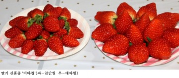 [한국농어민뉴스] 프리미엄 딸기 신품종‘비타킹’ 홍보