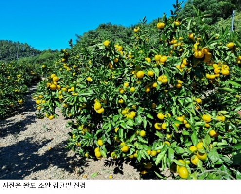 완도 소안도 감귤 본격 출하…해풍 맞고 자란 고당도 감귤 150톤 생산 전망