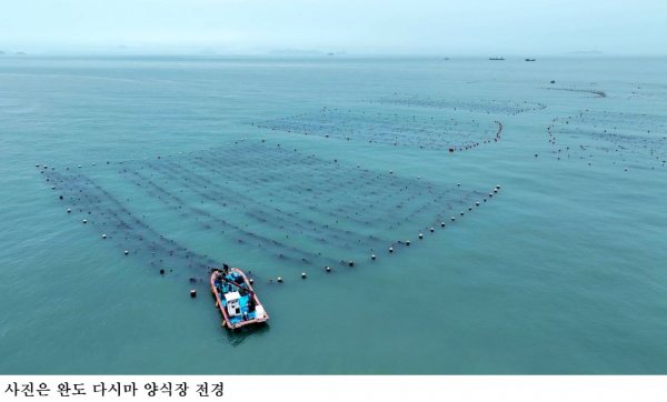 완도군 바다숲 탄소거래 사업 전국 최다 6개소 선정…블루카본·바다연금 실현 속도