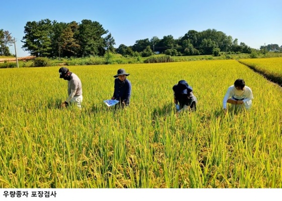  폭염․집중호우 이겨낸 전북 벼 채종포...고순도 우량종자 생산‘순항’