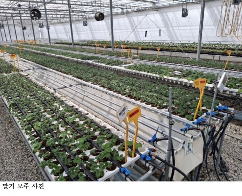 딸기 수확량 모주 관리가 결정