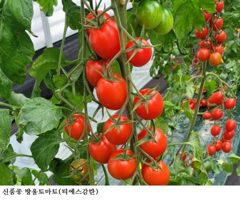전남농기원 신품종 방울토마토 ‘티에스감탄’, 가락동 도매시장서 상품성 검증