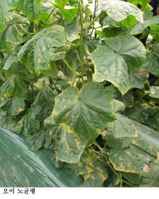 “봄철 스마트팜 병해충 비상…통합 방제해야”