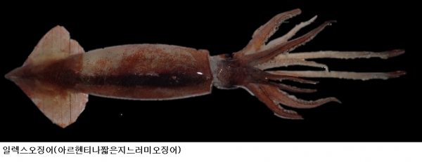 국립수산과학원, 일렉스오징어 국제 공동 자원평가 착수