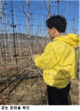 [한국농어민뉴스] 사과 꽃눈분화율 품종별 차이 커, 가지치기 전 확인