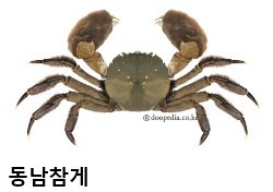 낙동강 하구 동남참게 5만 마리 방류…기수생태계 복원 본격 추진