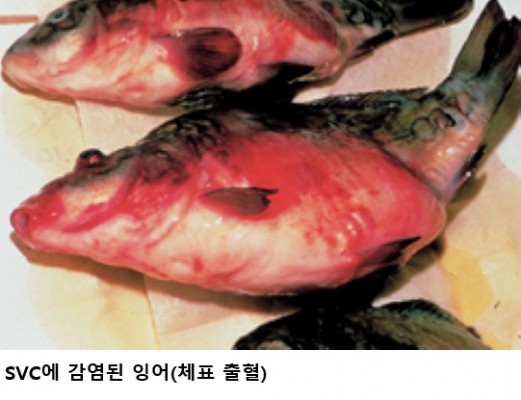 수산생물 전염병 대응 강화…해수부, 전국 합동 도상훈련 실시