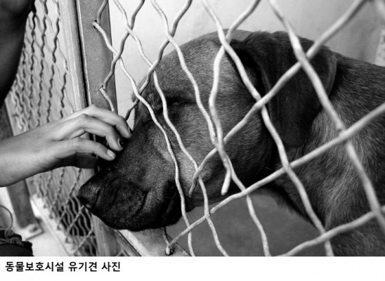 동물학대자 최대 5년 사육금지…동물보호법 개정안 27일 공포