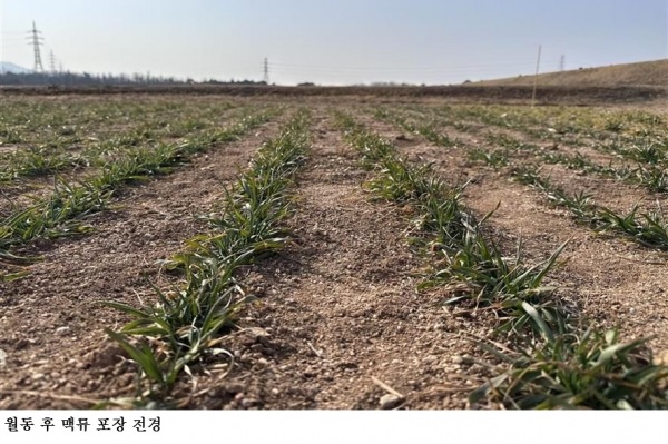 [한국농어민뉴스] 맥류 수확량 ‘생육재생기’ 관리가 좌우