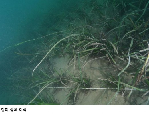 한국수산자원공단, 부안군 위도에 잘피숲 조성…특허기술 4건 적용