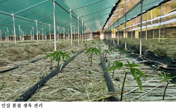 인삼 출아기 저온·강풍 비상…경북농업기술원 “생육 초기 환경관리로 수량 좌우”
