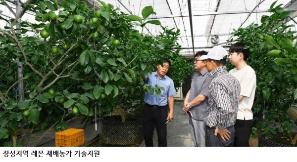 전남광주농기원, 장성 레몬·‘미래향’ 새 소득작목 육성 본격화