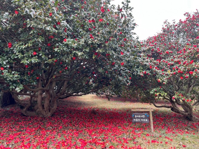 서천 마량리 동백나무 숲